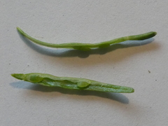 Barbarea rupicola