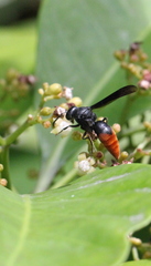 Anterhynchium mellyi