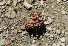 Andricus multiplicatus