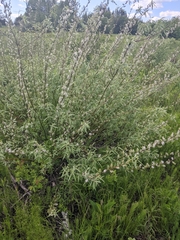 Salix sericea