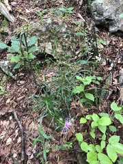 Liatris compacta