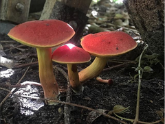 Boletus harrisonii