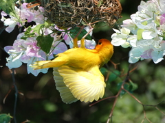 Ploceus bojeri