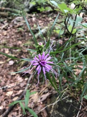 Liatris compacta