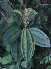 Miconia biappendiculata