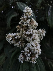 Miconia biappendiculata