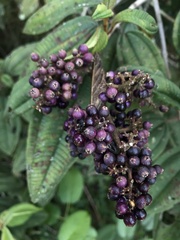 Miconia biappendiculata