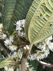 Miconia biappendiculata