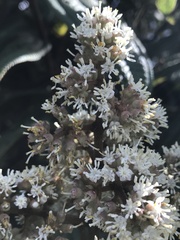 Miconia biappendiculata