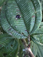Miconia biappendiculata