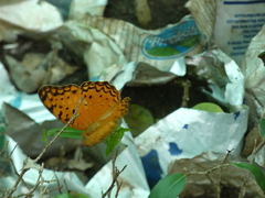 Phalanta