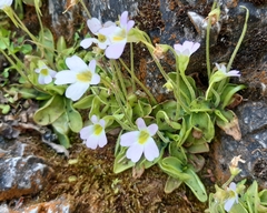 Pinguicula hirtiflora