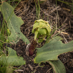 Eucomis grimshawii