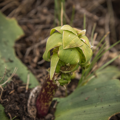Eucomis grimshawii