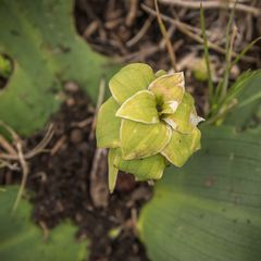 Eucomis grimshawii