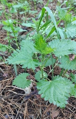 Urtica dioica