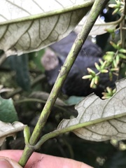 Oligactis sessiliflora