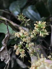 Oligactis sessiliflora