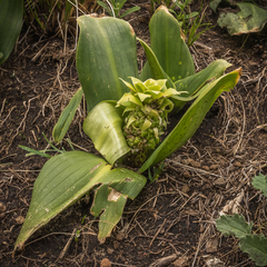 Eucomis grimshawii