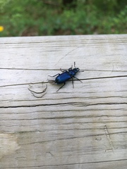 Platycerus caprea