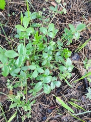 Potentilla fragarioides