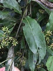 Oligactis sessiliflora