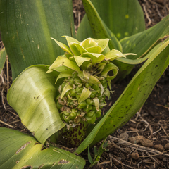 Eucomis grimshawii