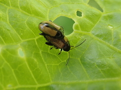 Phyllotreta armoraciae