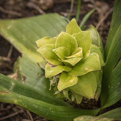 Eucomis grimshawii