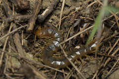 Scolopendra canidens