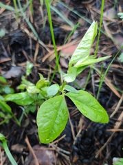 Vicia unijuga