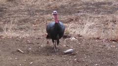 Meleagris gallopavo