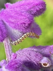 Pyrausta inornatalis
