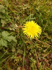 Taraxacum officinale
