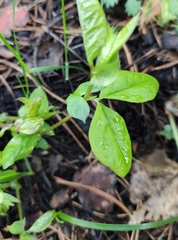 Vicia unijuga