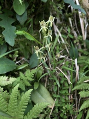 Platanthera stenoglossa