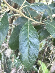Critoniopsis