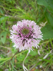 Marshallia legrandii