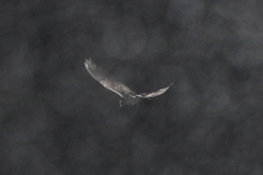 Hydrobates leucorhous
