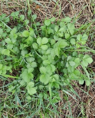 Agrimonia pilosa
