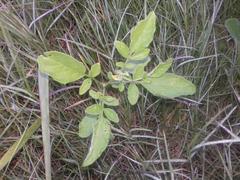 Solanum commersonii