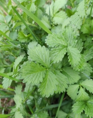 Agrimonia pilosa