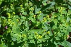Euphorbia hyberna