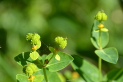 Euphorbia hyberna