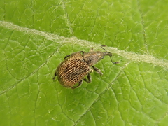 Involvulus cupreus