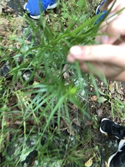 Liatris compacta