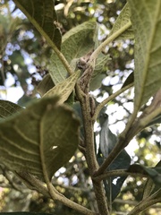 Critoniopsis