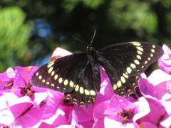 Papilio scamander