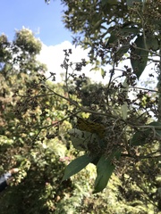 Critoniopsis