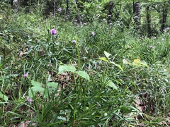 Liatris compacta